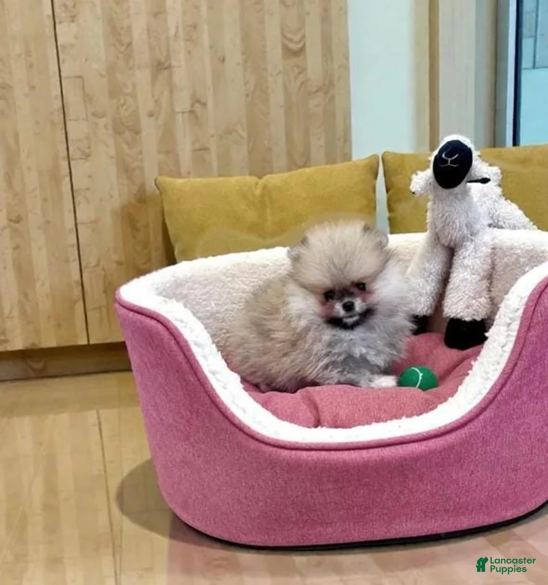 Pomeranian dogs for sale: Max - Ad 3