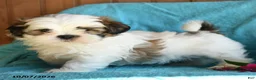 Shih Tzu dogs for sale: Eric - Ad 4