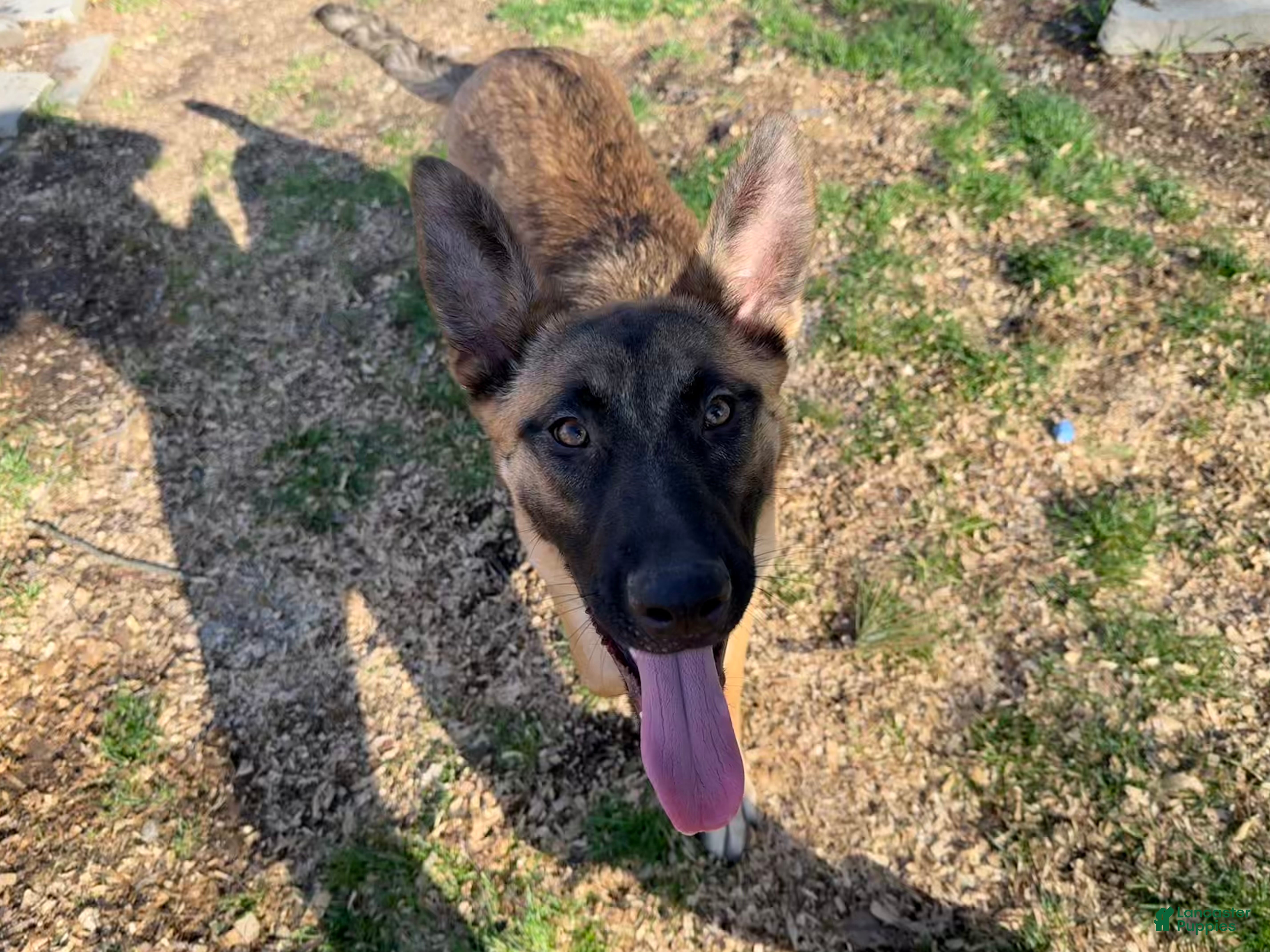 Mixed Breed dogs Purple Collar  - Ad 14