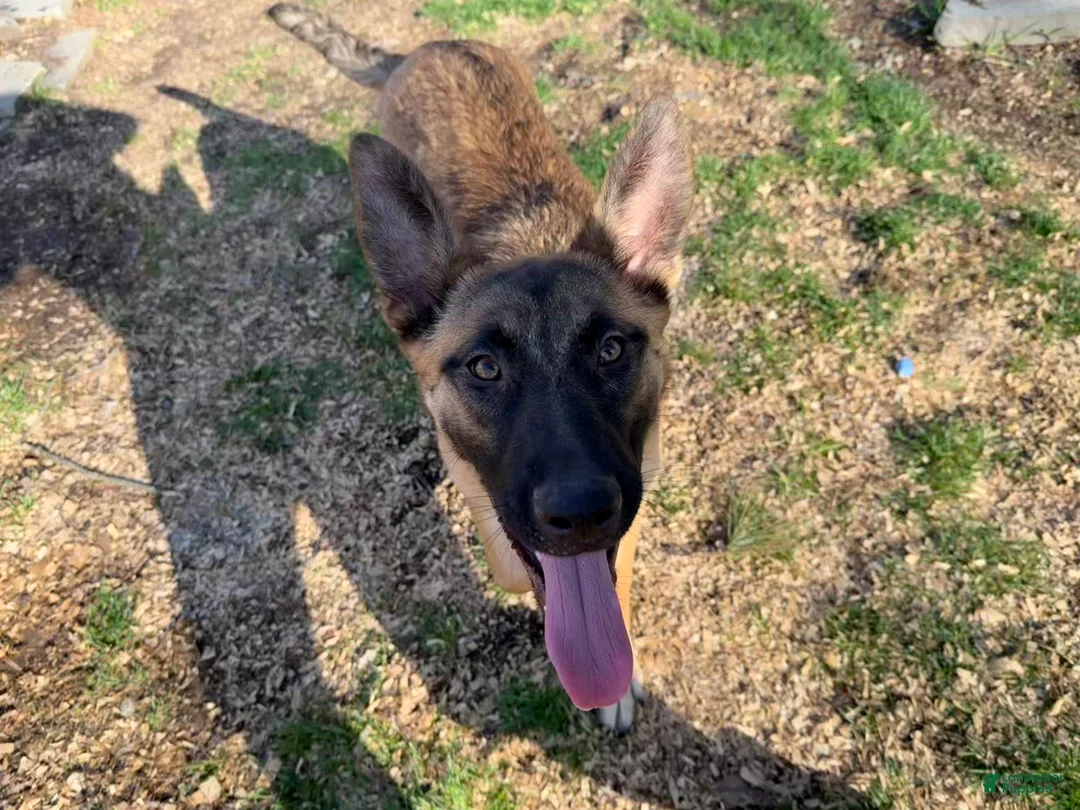 Mixed Breed dogs for sale: Purple Collar  - Ad 1