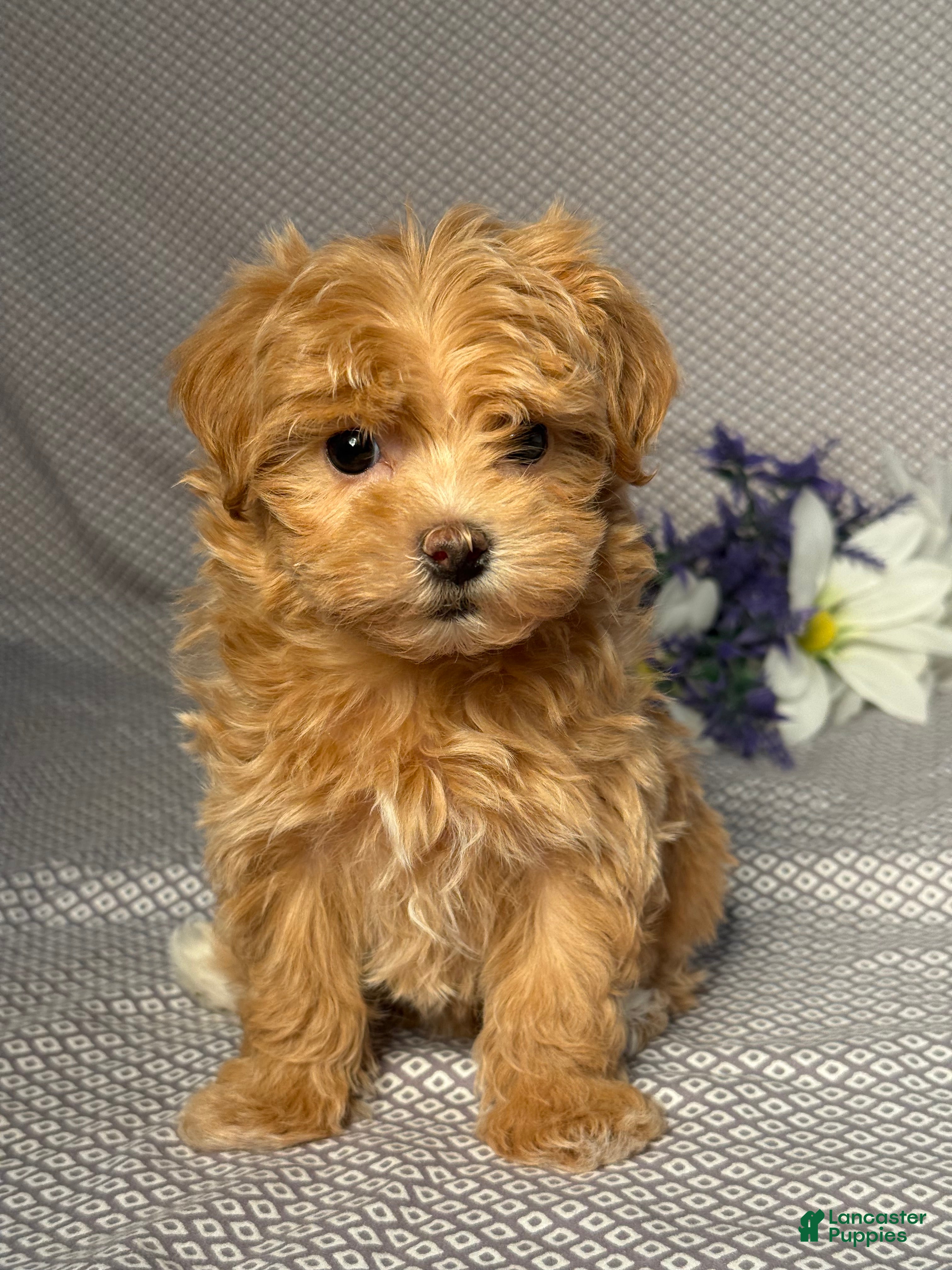 Maltipoo dogs Maddie - Ad 1