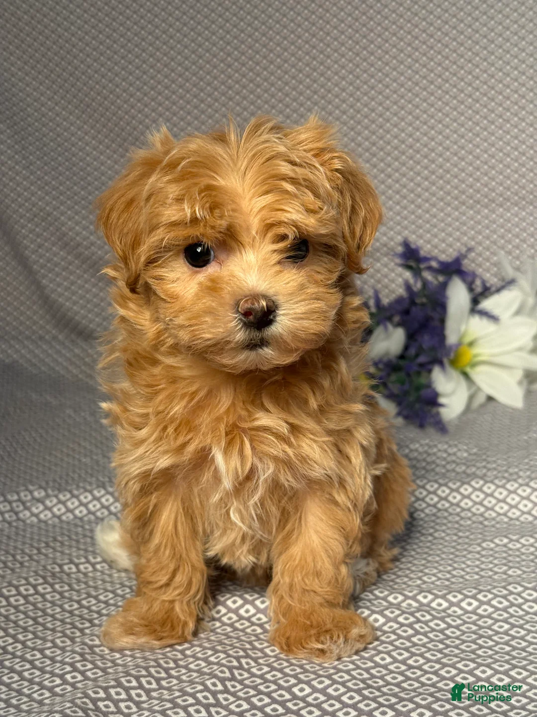 Maltipoo dogs for sale: Maddie - Ad 1