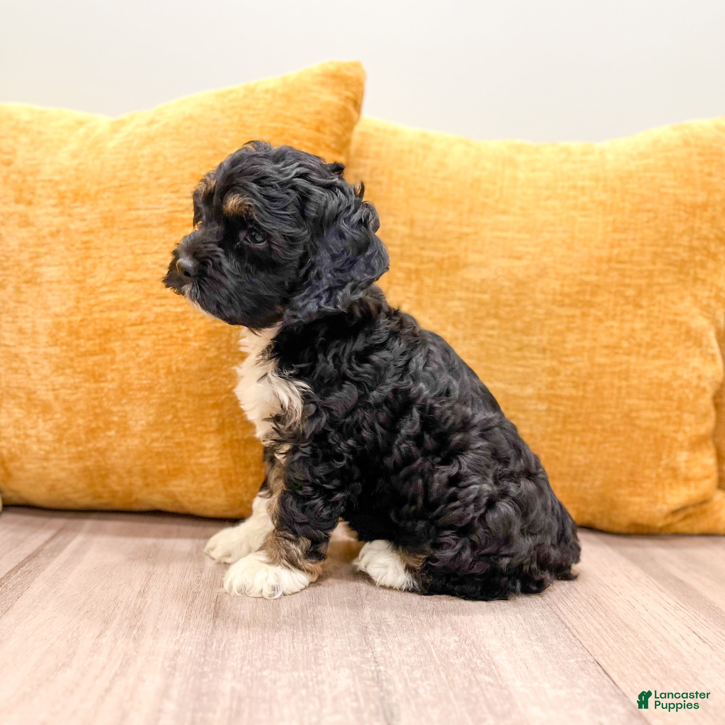 Cockapoo dogs Bailey - Ad 2