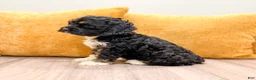 Cockapoo dogs for sale: Bailey - Ad 2