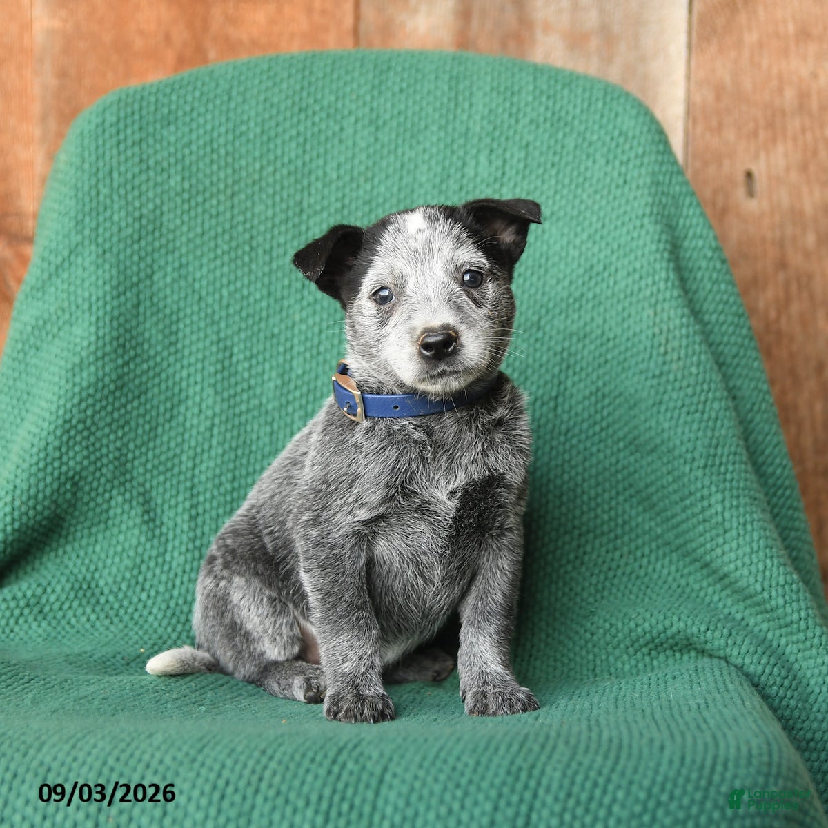 Australian Cattle Dog dogs Dolly - Ad 1