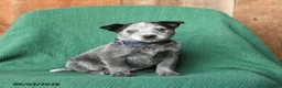 Australian Cattle Dog dogs for sale: Dolly - Ad 1