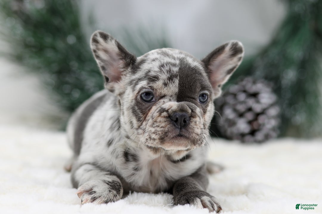 French Bulldog dogs for sale: Dena - Ad 6