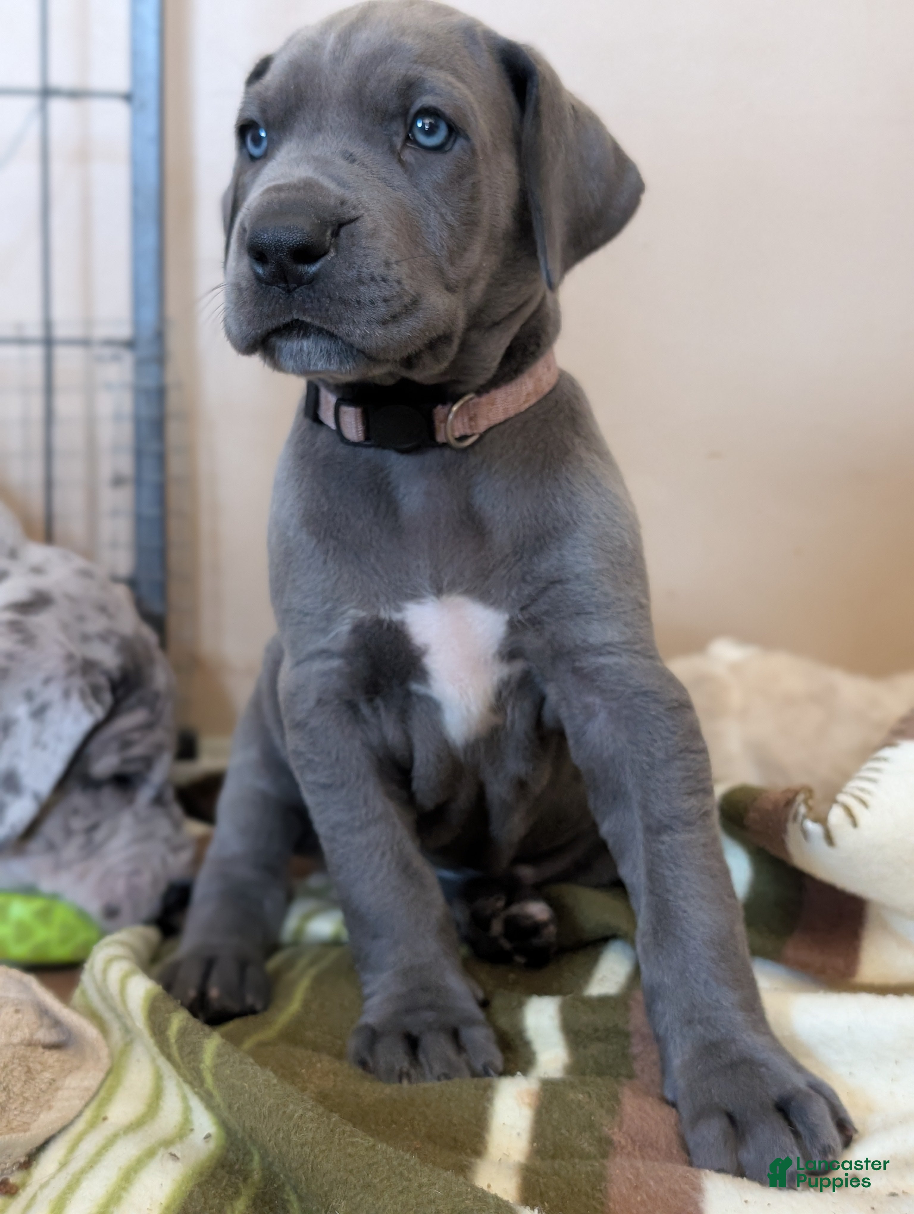Great Dane dogs Great Dane Puppy 5 - Ad 1