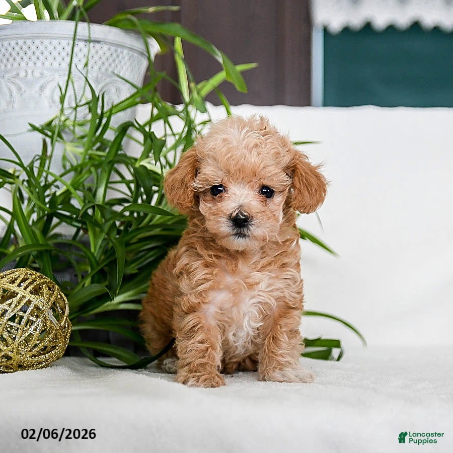Maltipoo dogs for sale: Bailey - Ad 4