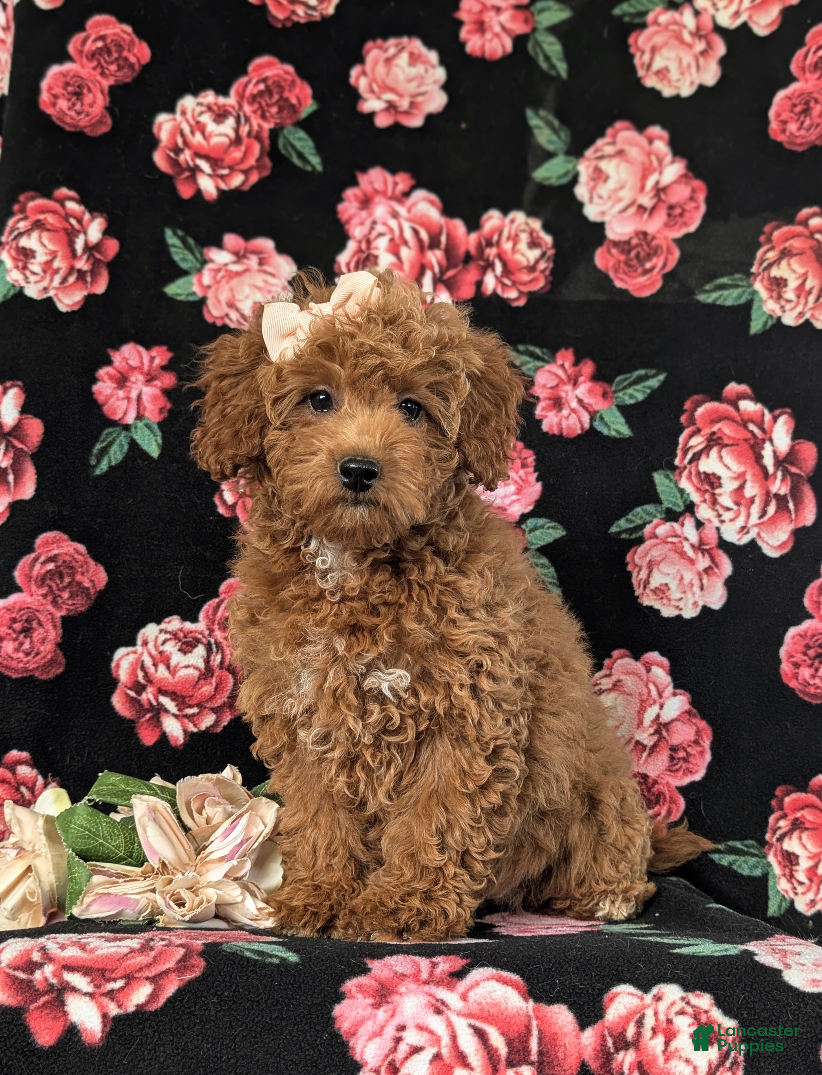 Cockapoo dogs Tania Hypoallergenic - Ad 1