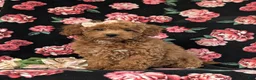 Cockapoo dogs for sale: Tania Hypoallergenic - Ad 1