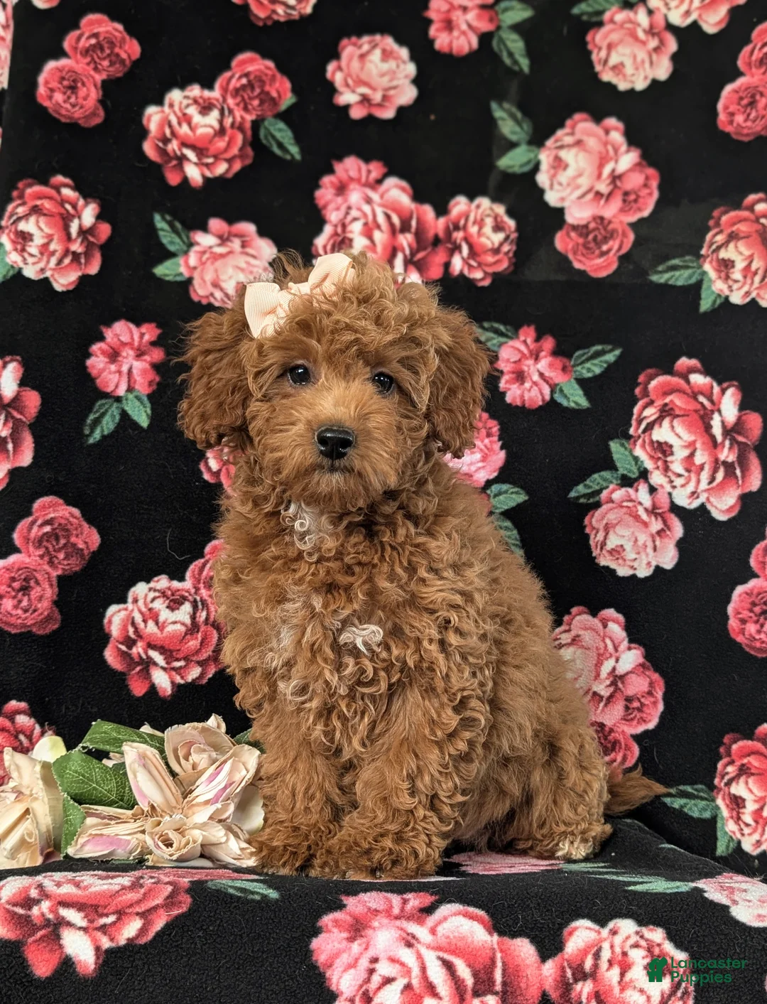 Cockapoo dogs for sale: Tania Hypoallergenic - Ad 1