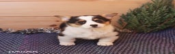 Welsh Corgi Pembroke dogs for sale: Happy - Ad 4