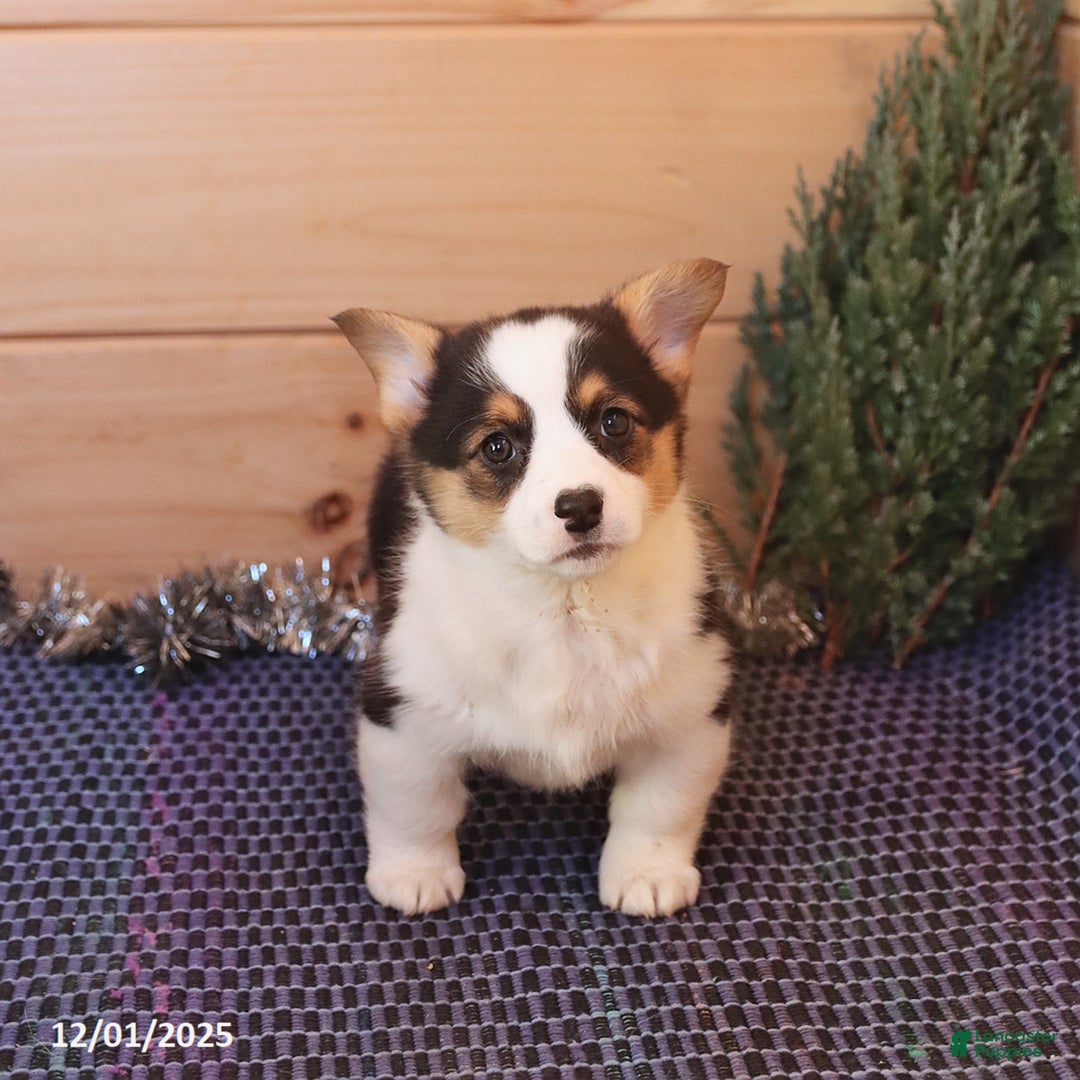 Welsh Corgi Pembroke dogs for sale: Happy - Ad 4