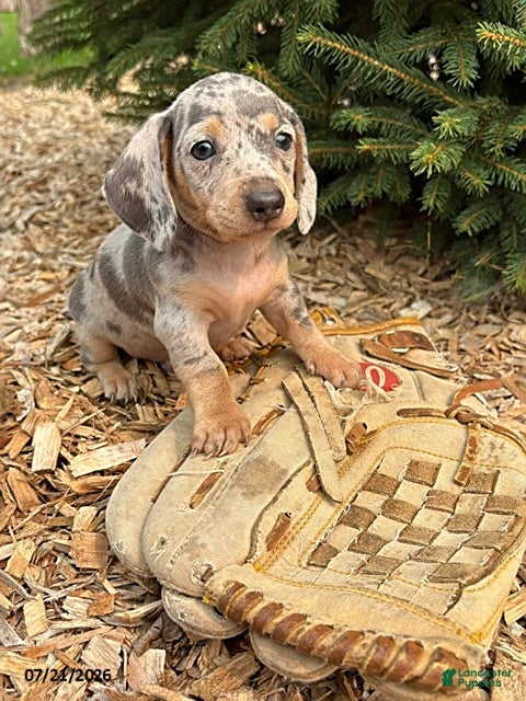 Miniature Dachshund dogs Zephyr - Ad 1