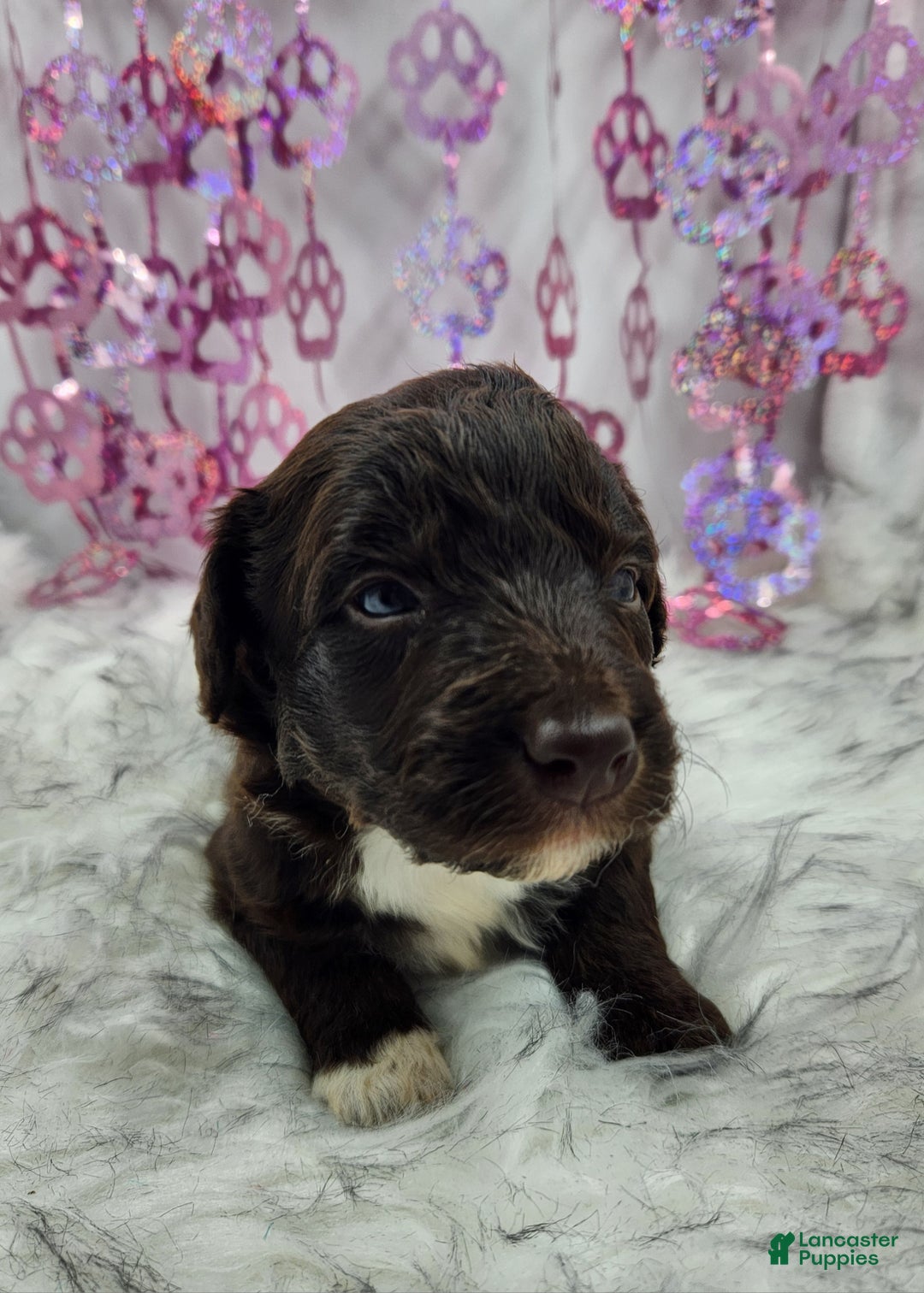 Mini Aussiedoodle dogs for sale: Mini Aussiedoodle Puppy 6 - Ad 5