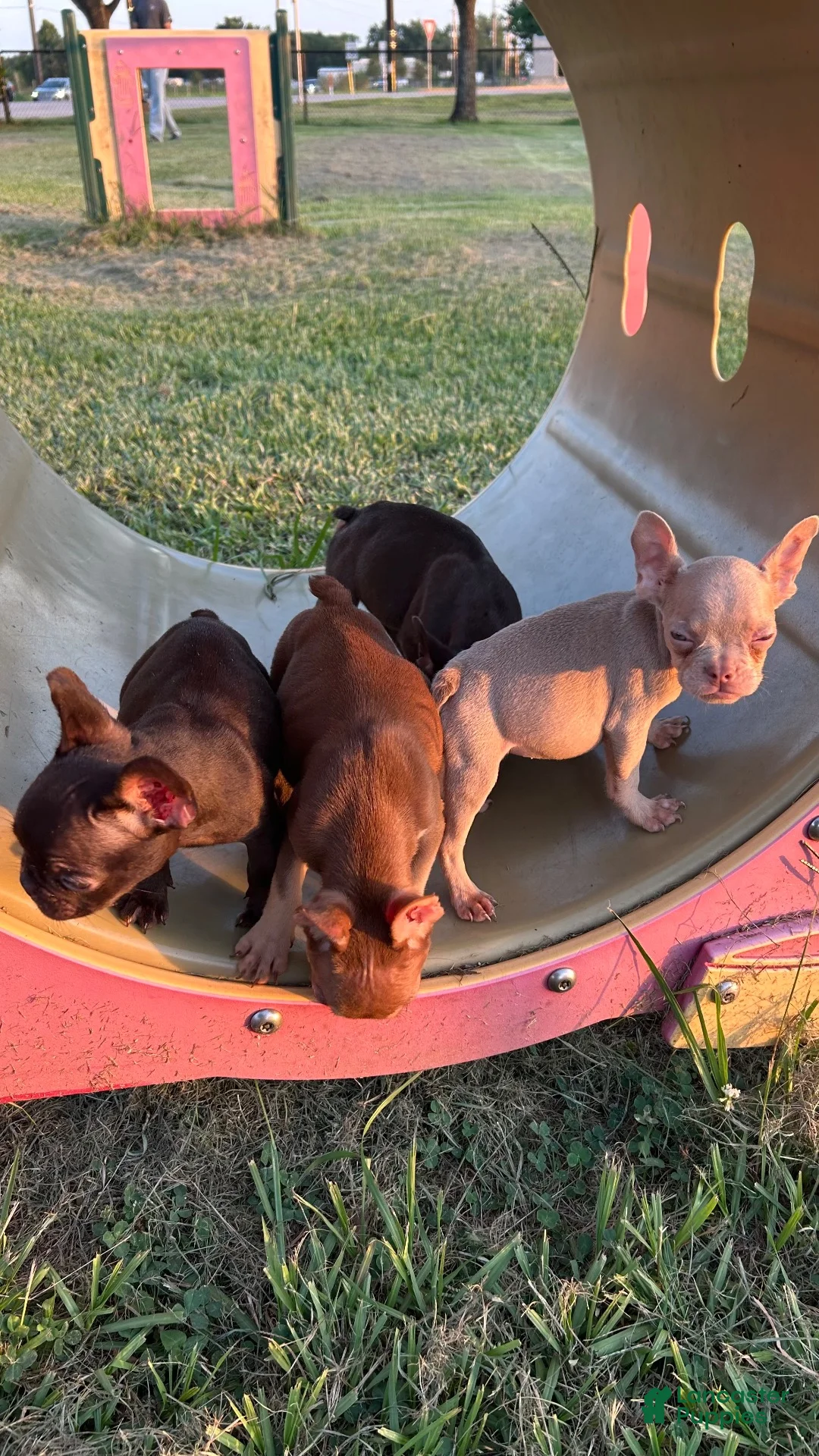 French Bulldog dogs for sale: French Bulldog 1 - Ad 2