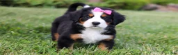Bernese Mountain Dog dogs for sale: Heidi - Ad 3
