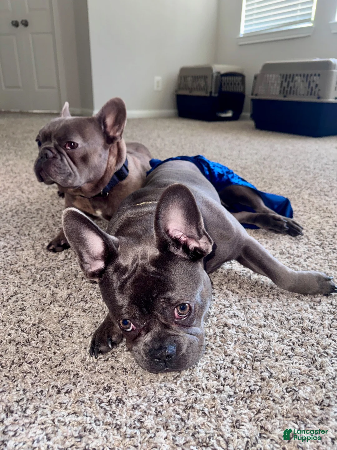 French Bulldog dogs for sale: French Bulldog 3 - Ad 3
