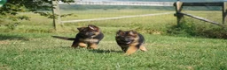 German Shepherd dogs for sale: female - orange collar - Ad 2