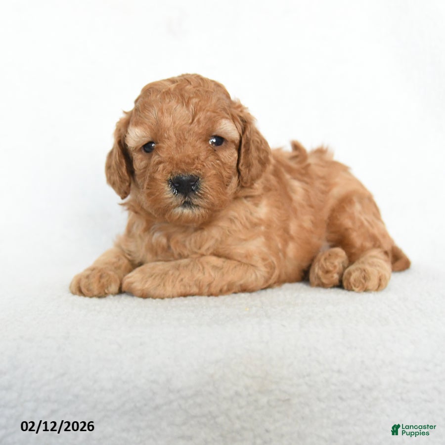 Toy Poodle dogs Joey - Ad 2
