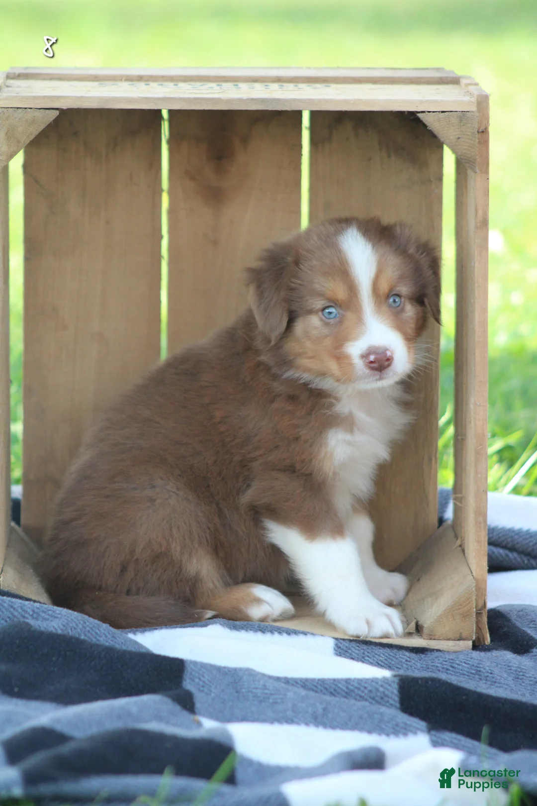 Australian Shepherd dogs for sale: Marv - Ad 2