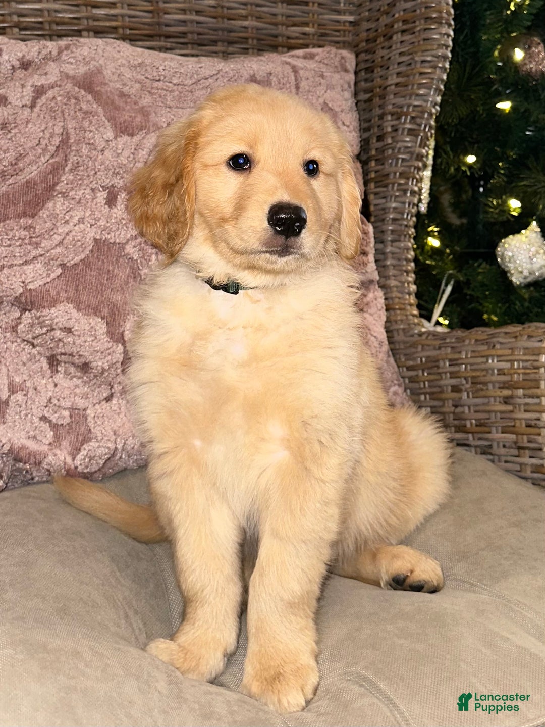 Golden Retriever dogs for sale: Golden Retriever Dark Pink Girl - Ad 5