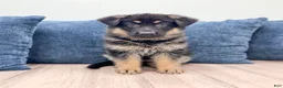 German Shepherd dogs for sale: Missy - Ad 1