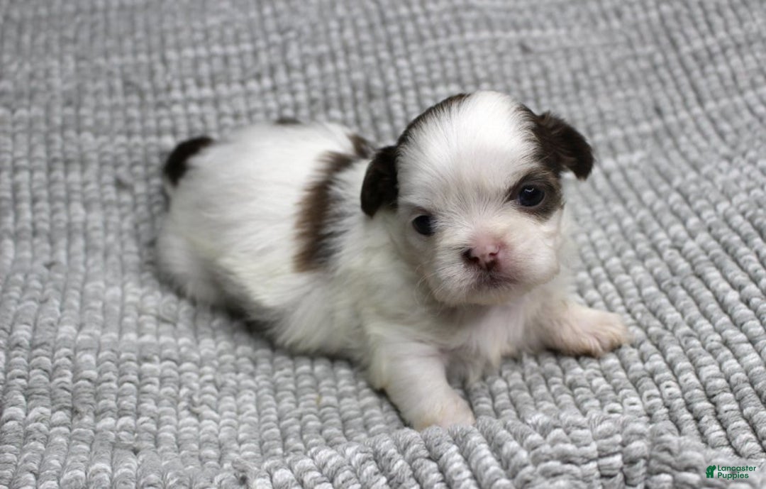Shih Tzu dogs for sale: Spot - Ad 1