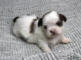 Shih Tzu dogs Spot - Ad 2