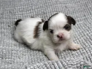 Shih Tzu dogs Spot - Ad 11