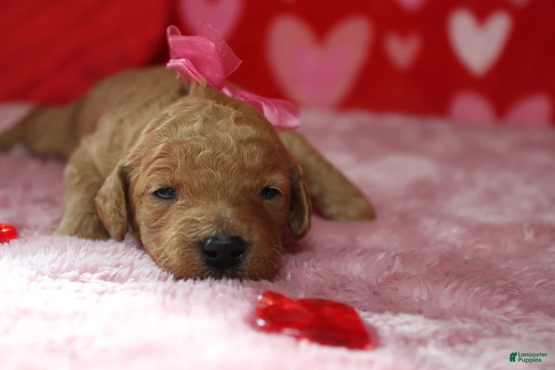 Goldendoodle dogs for sale: Izzy - Ad 3