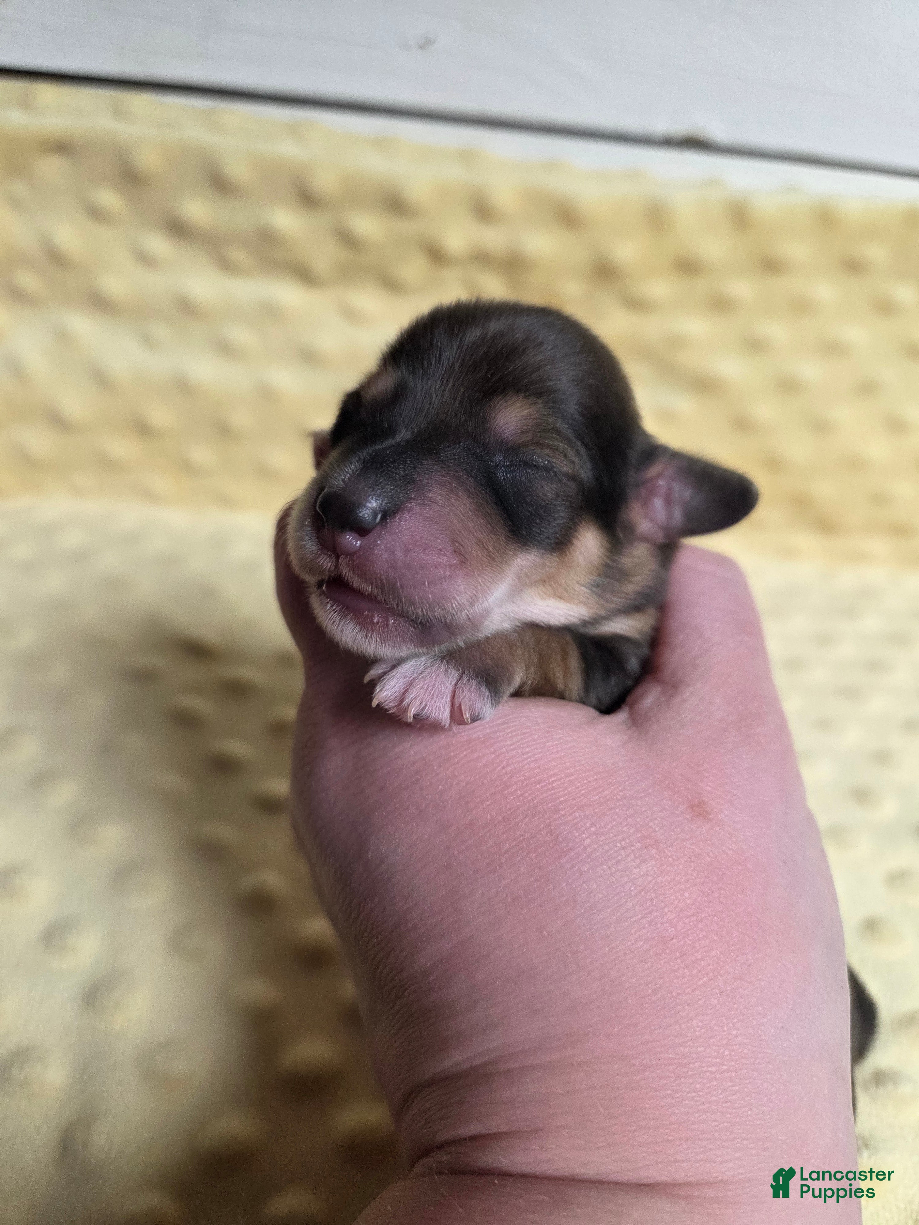 Mixed Breed dogs Holy - Ad 33