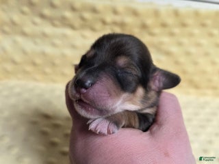 Mixed Breed dogs Holy - Ad 26