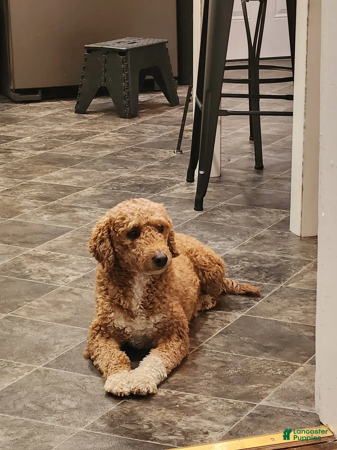 Mini Goldendoodle dogs for sale: Bruno - Ad 4