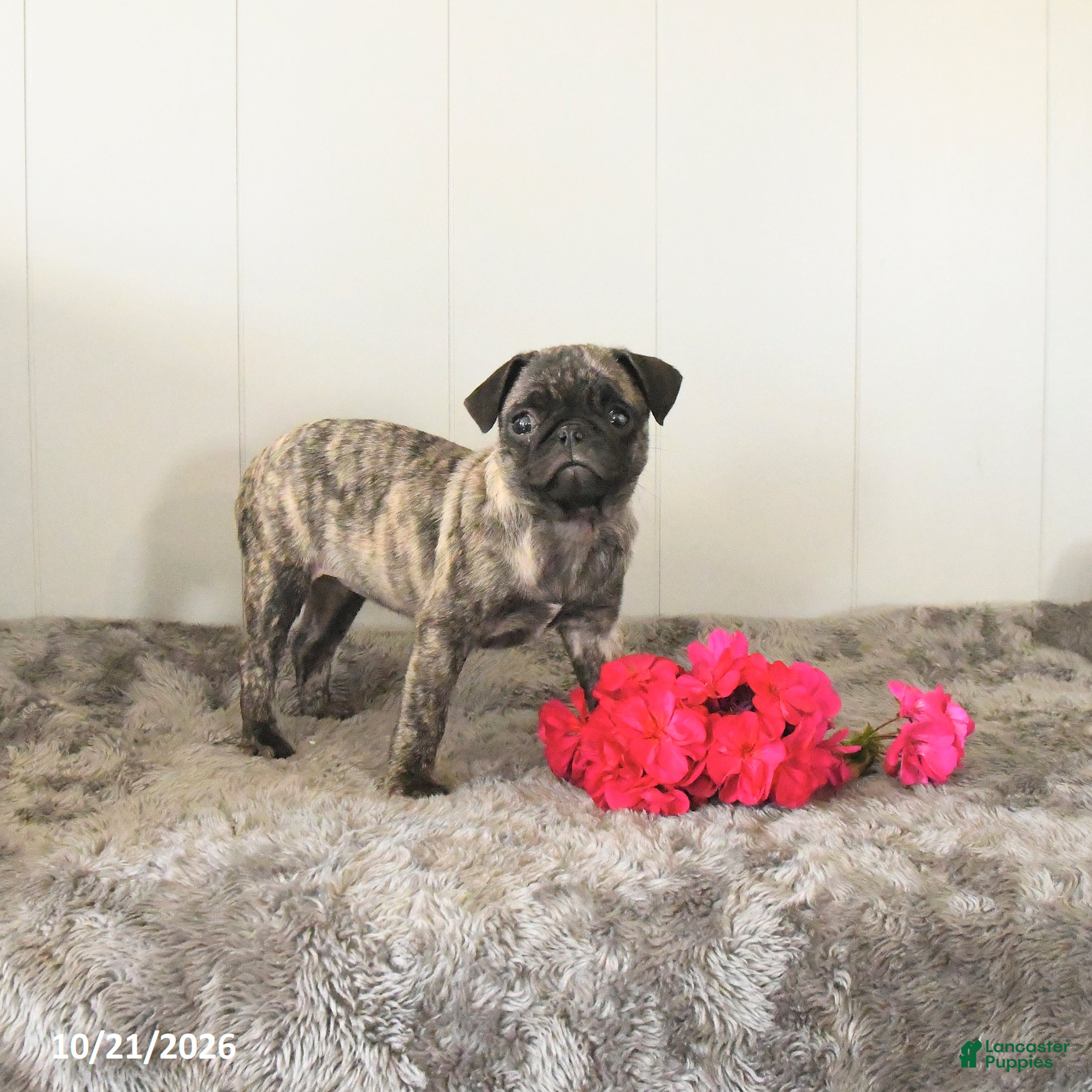 Pug dogs Maggie - Ad 2
