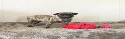 Pug dogs for sale: Maggie - Ad 2