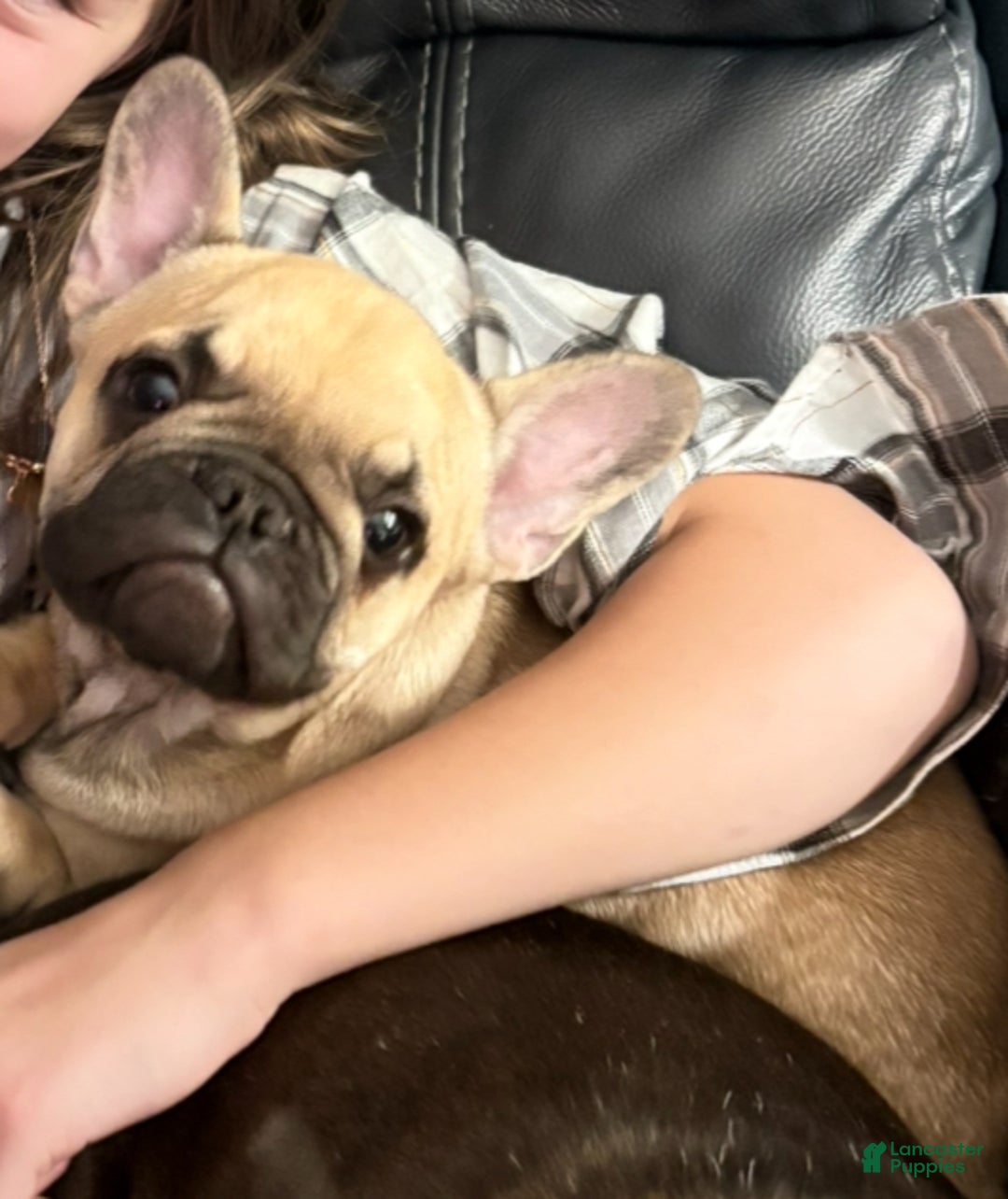 French Bulldog dogs for sale: Fred - Ad 1