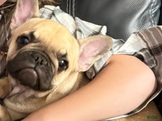French Bulldog dogs Fred - Ad 1
