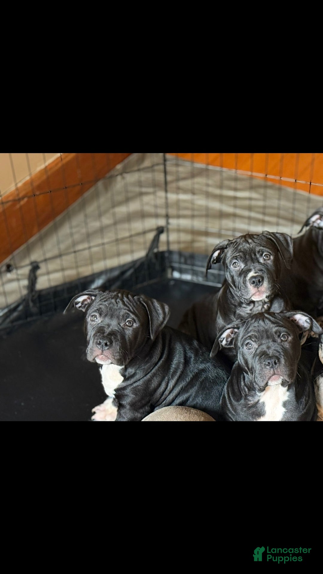 American Bully dogs for sale: King - Ad 9
