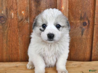 Mixed Breed dogs Max - Ad 32