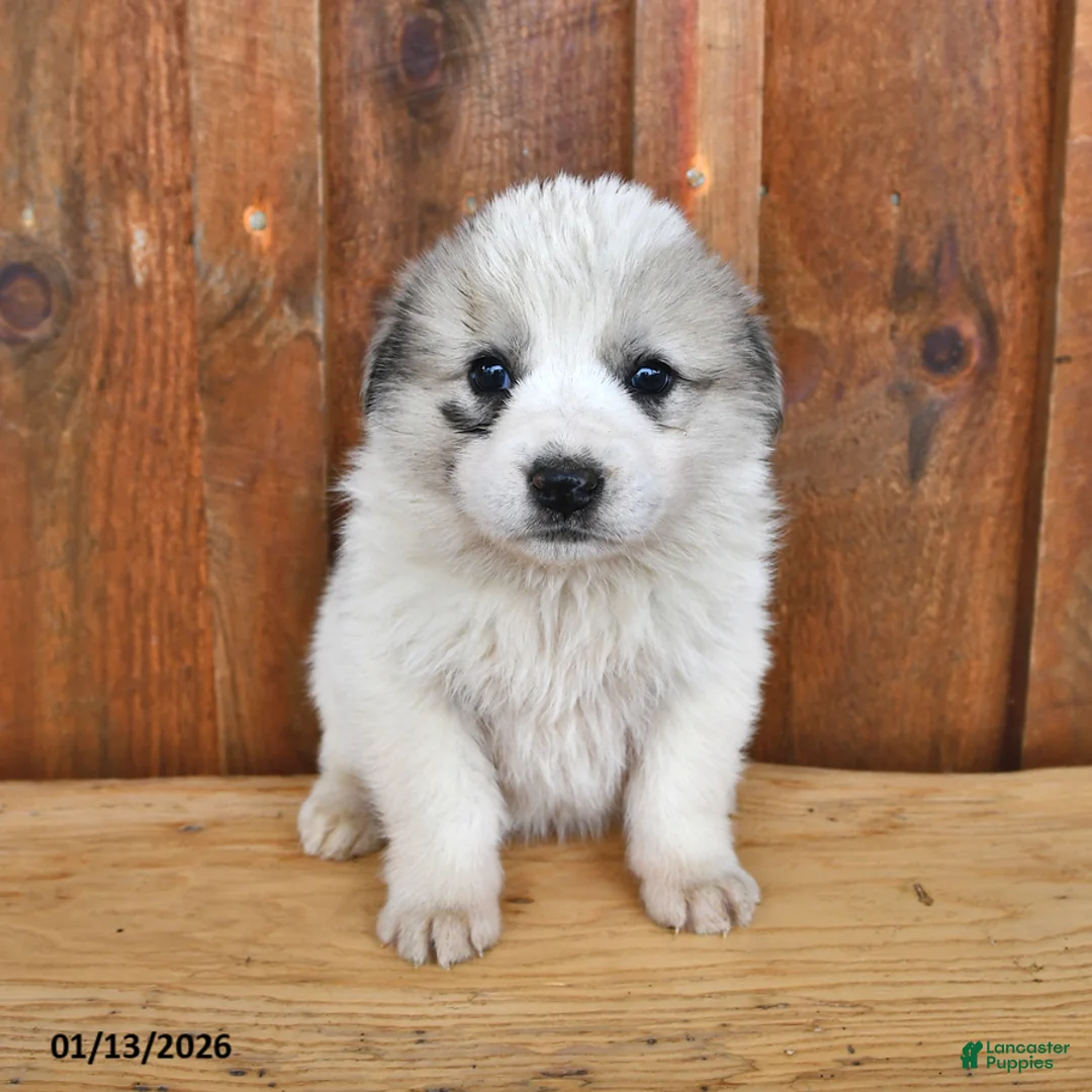 Mixed Breed dogs for sale: Max - Ad 1