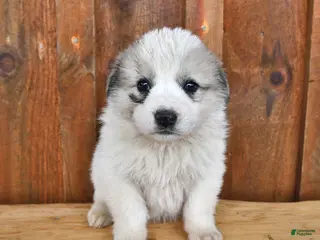 Mixed Breed dogs Max - Ad 22