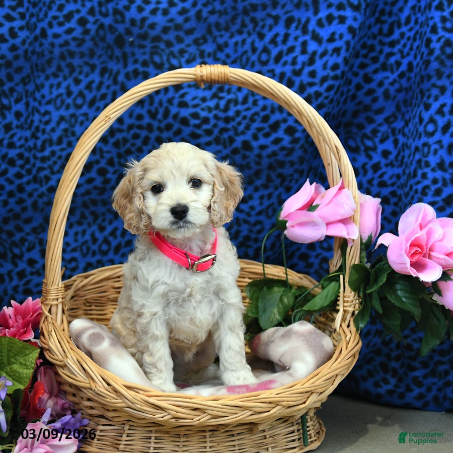 Cockapoo dogs Flower - Ad 1