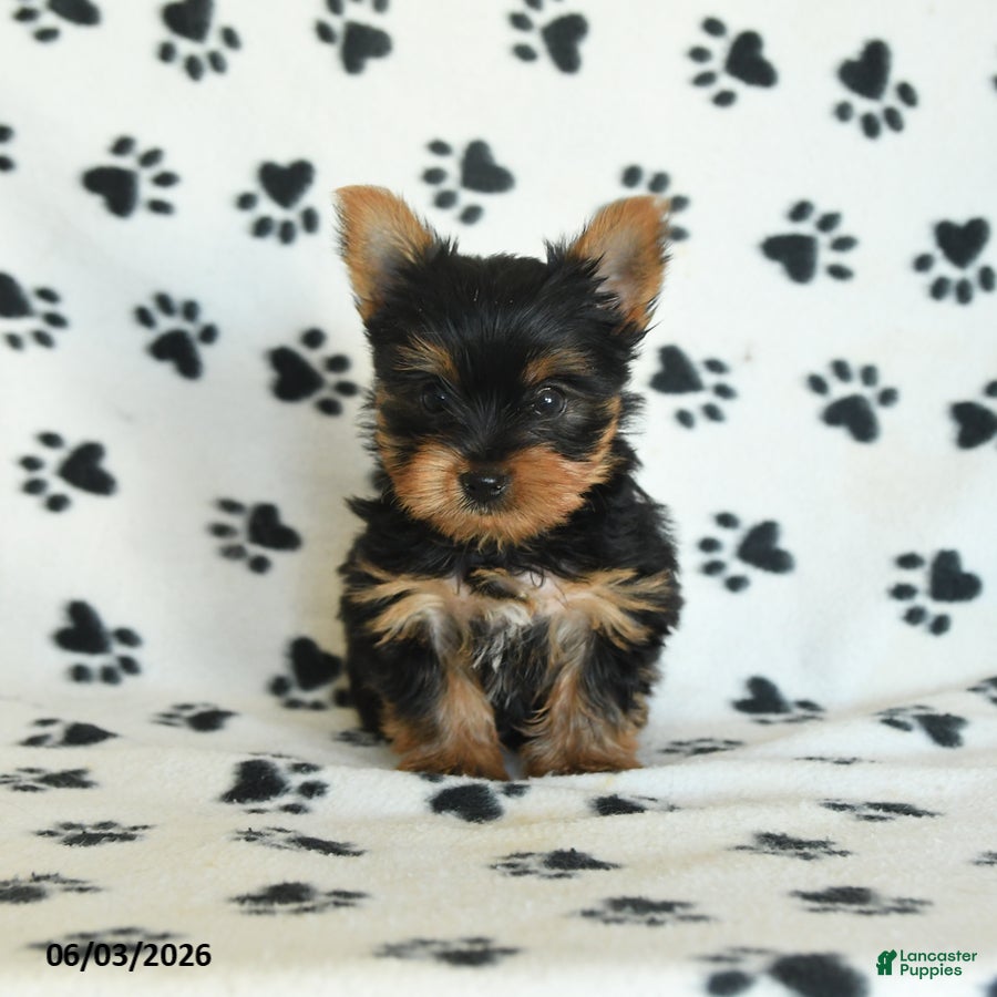 Yorkshire Terrier dogs for sale: Wisteria - Ad 4
