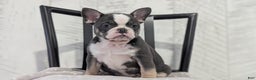 French Bulldog dogs for sale: Xena - Ad 4
