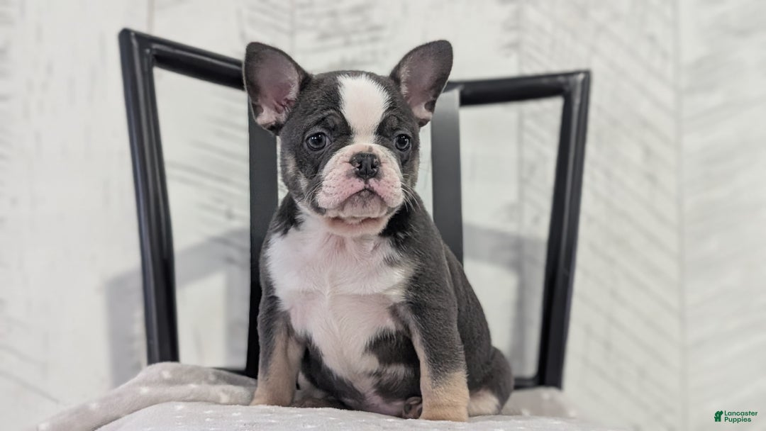 French Bulldog dogs for sale: Xena - Ad 4