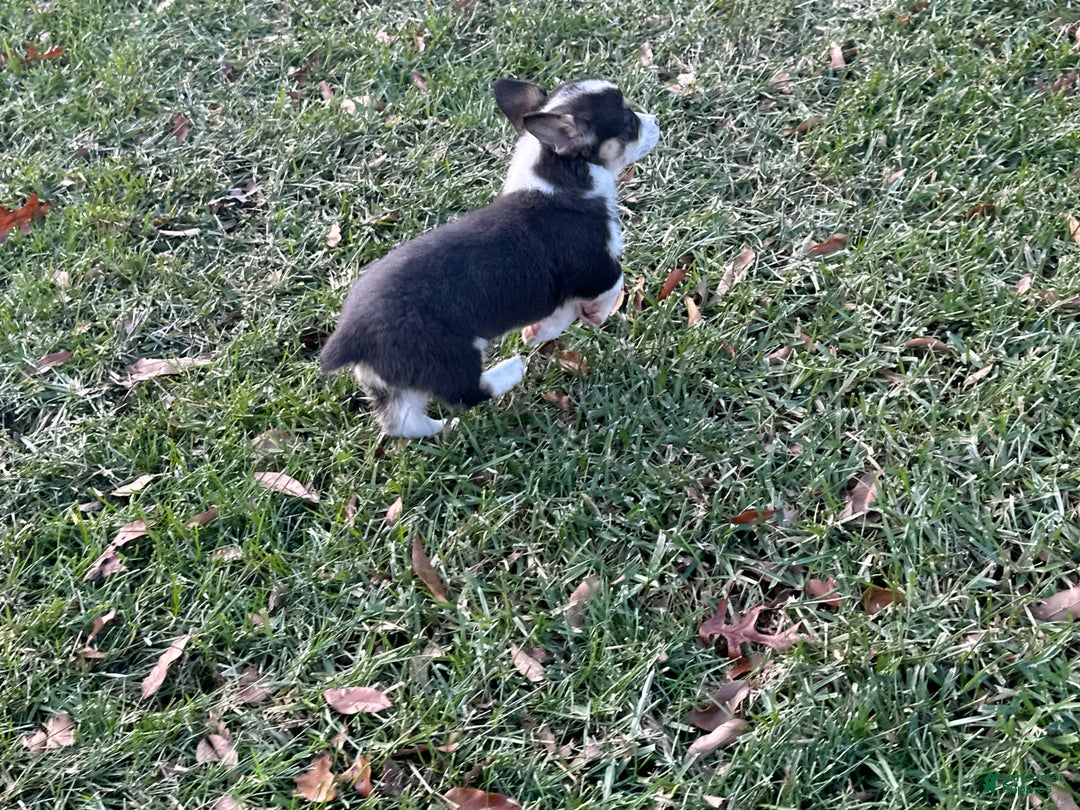 Welsh Corgi Pembroke dogs for sale: Jackson - Ad 9