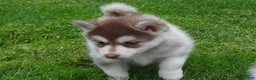 Pomsky dogs for sale: Sadie - Ad 6