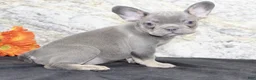 French Bulldog dogs for sale: Bella - Ad 4